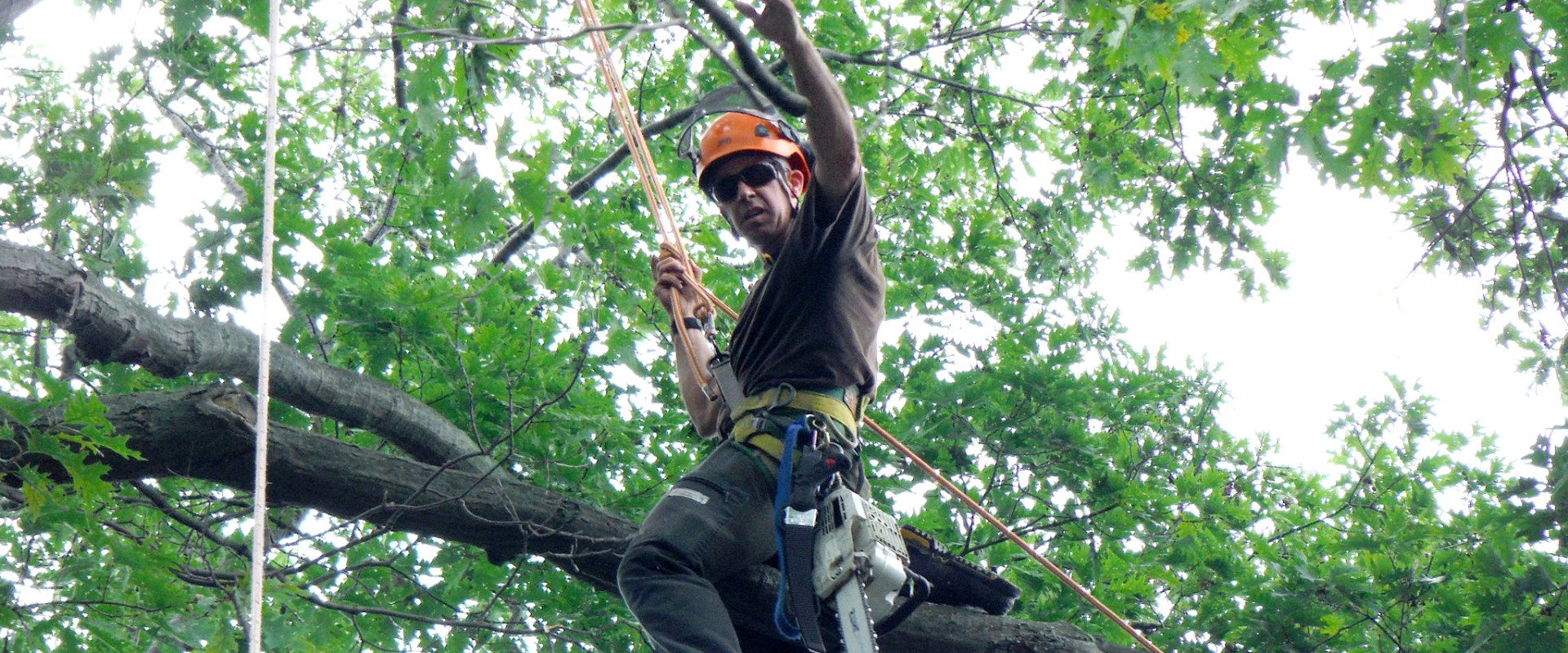 What is the Highest Level of Arborist Qualification?