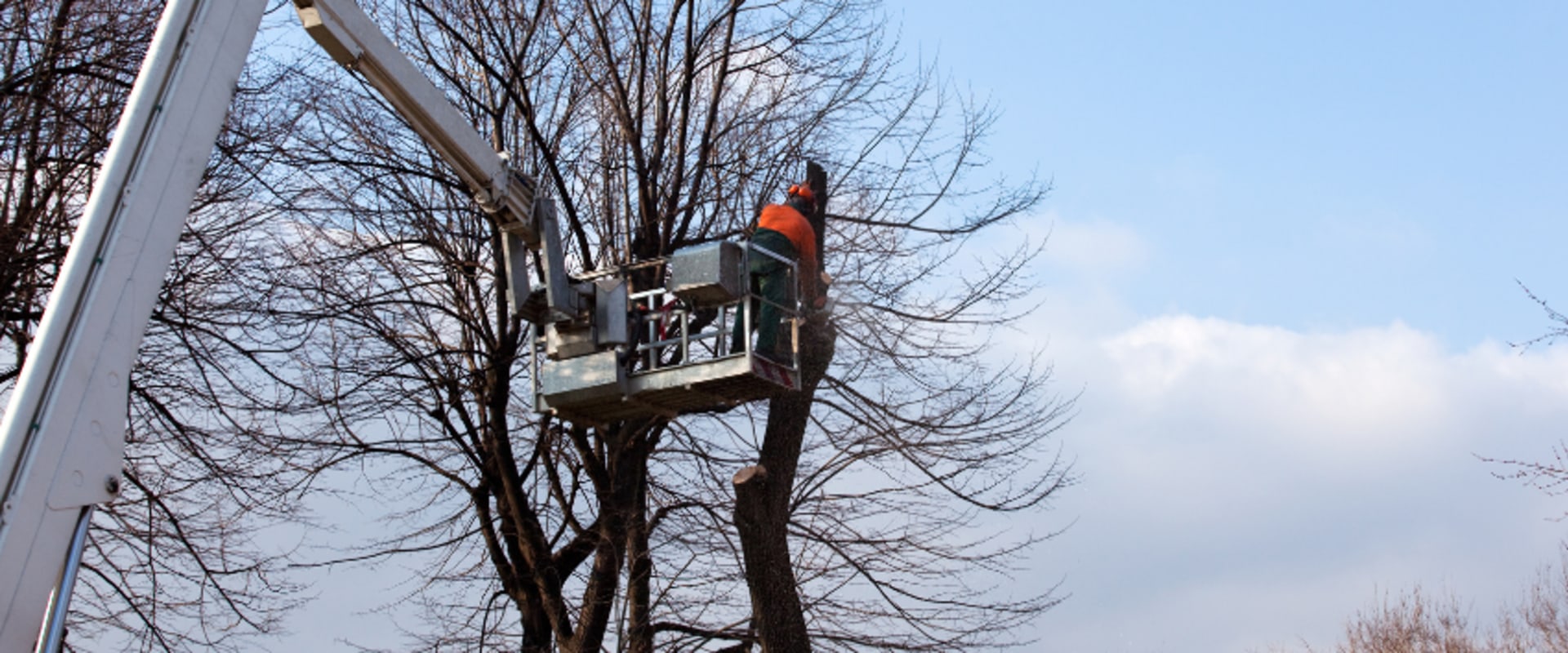 Timing Your Tree Pruning To Prevent Disease