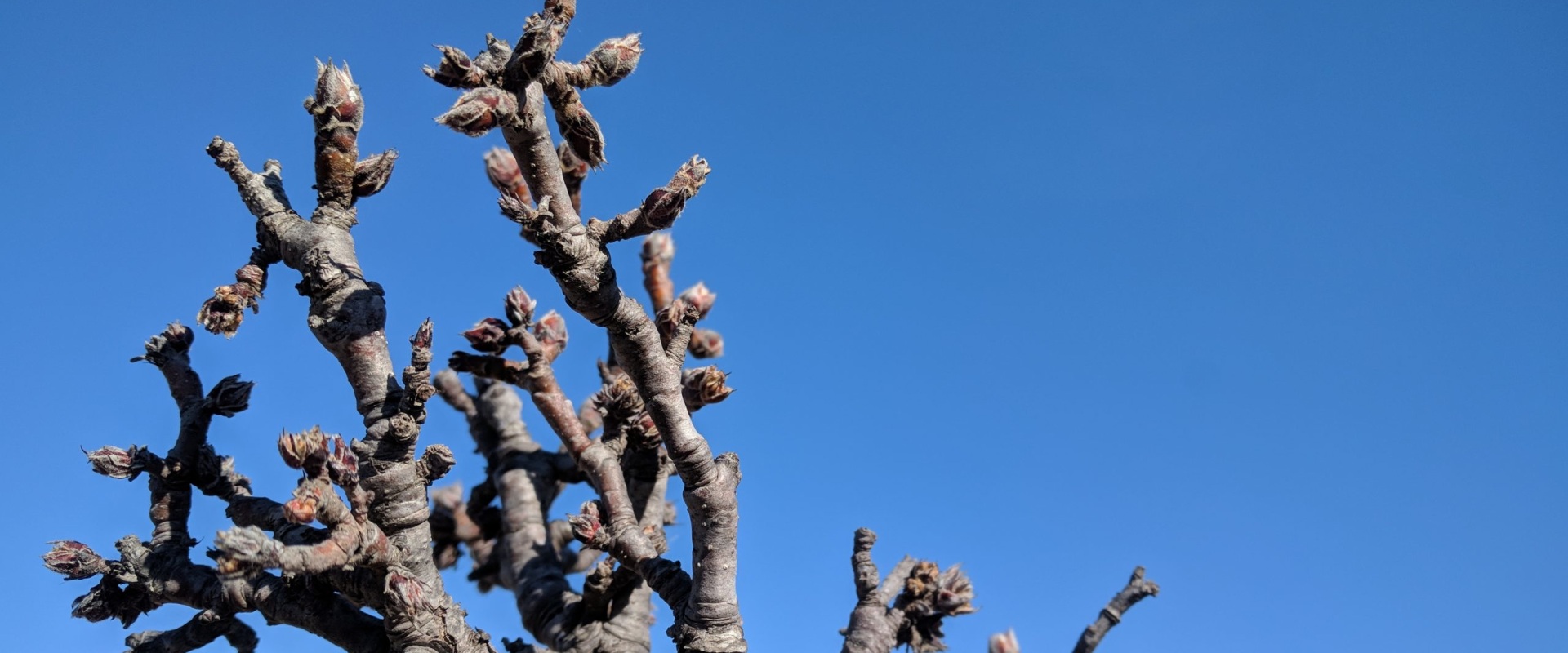 The Benefits of Pruning Trees: How Pruning Affects Tree Growth