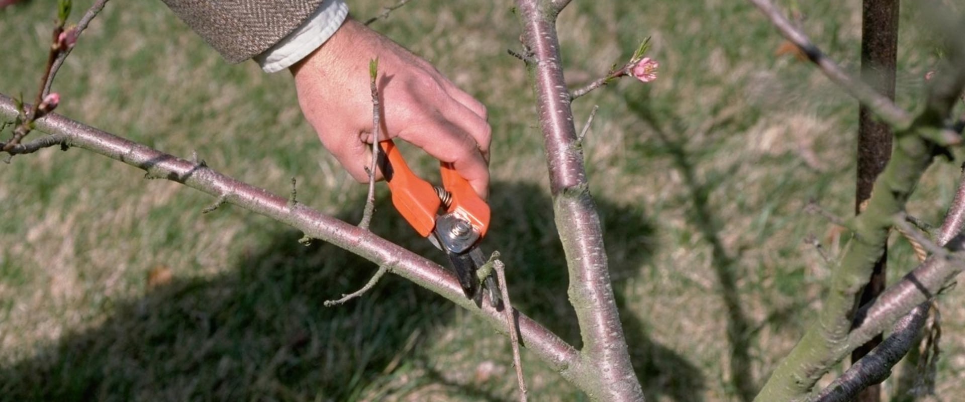 Pruning Trees: A Step-by-Step Guide