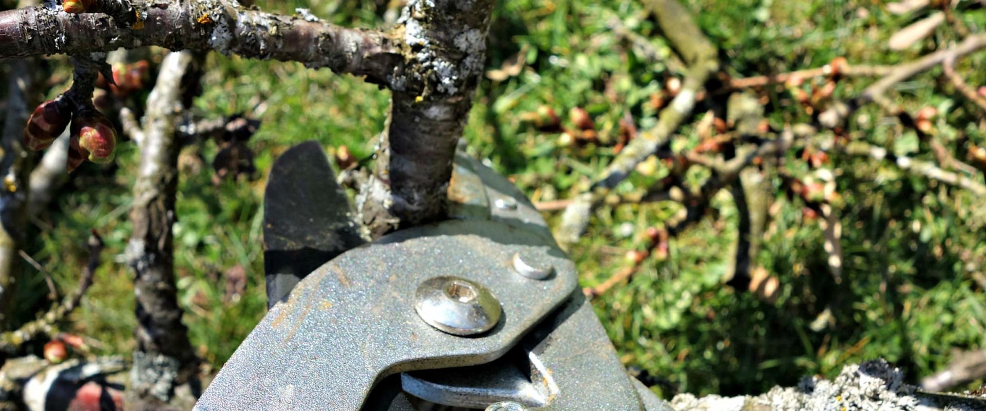 The Benefits of Pruning Trees: How to Stimulate Growth and Improve Aesthetics