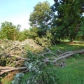 The Consequences of Not Pruning Trees