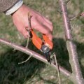 Should You Trim Lower Branches on Trees? A Guide to Pruning Trees