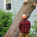 How do people remove trees?