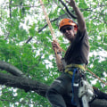 What is the Highest Level of Arborist Qualification?