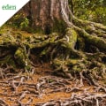 How to Permanently Get Rid of Tree Roots