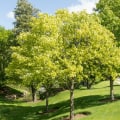10 Reasons Why Trees Should Be a Staple in Your Gardening