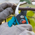 Diy Guide: When To Prune Your Trees