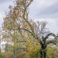 The Dangers of Trees Touching Power Lines