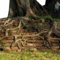 Which Trees are Most Harmful to House Foundations?