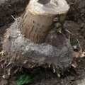 Why You Should Remove Tree Stumps Immediately