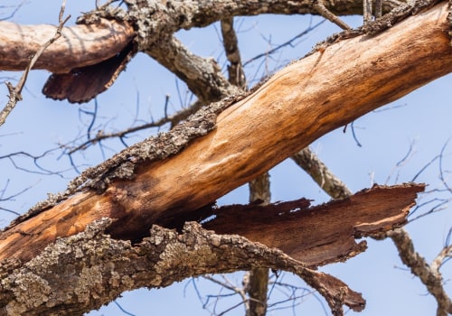 6 Signs Your Tree is in Danger of Falling