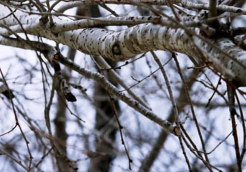 Getting Rid of Tree Branches: The Best Ways to Dispose of Debris