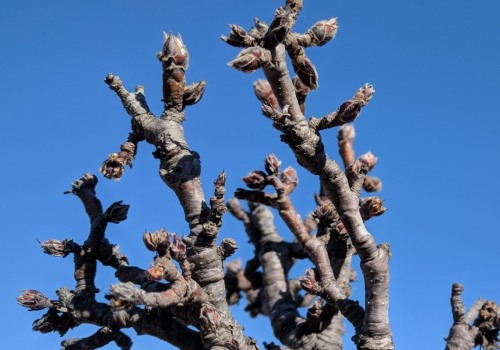 The Benefits of Pruning Trees: How Pruning Affects Tree Growth