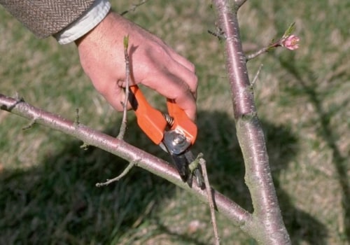 Pruning Trees: A Step-by-Step Guide